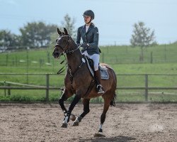 Springpferd Bess 19 (Holsteiner, 2009, von Ab 19 Chepetto)