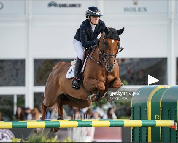 broodmare Arna 't Kruisveld (Zangersheide riding horse, 2011, from Arko III)