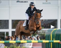 broodmare Arna 't Kruisveld (Zangersheide riding horse, 2011, from Arko III)