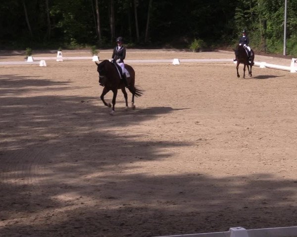 Reitturnier Köln-Flittard (Scheuerhof) 2023