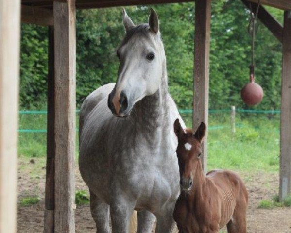 horse Ahmun Re (Westphalian, 2016, from Ad A Big Boy)