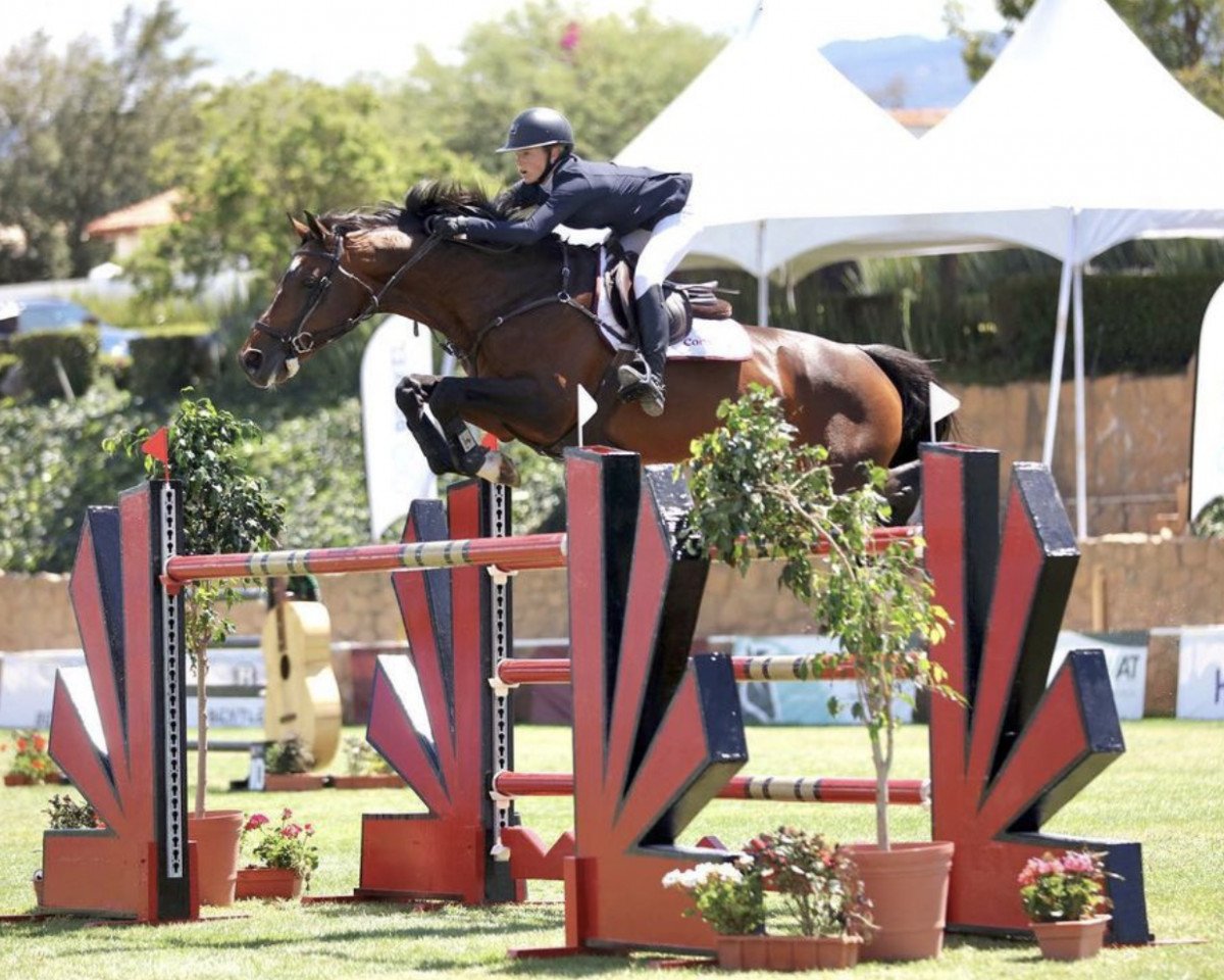 Springpferd Flying Dutchman (KWPN (Niederländisches Warmblut), 2010, von Quasimodo vd Molendreef)