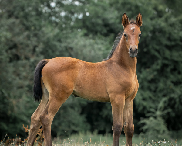 horse Quelle Charmeur AS (Westphalian, 2023, from Quelle Couleur 4)