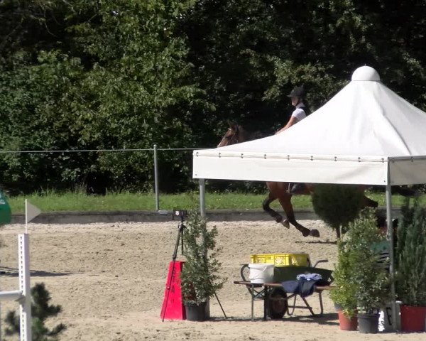 Reitturnier Maienfeld 2023
