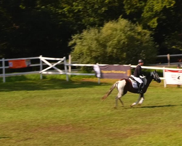 Reitturnier Müncheberg 2023