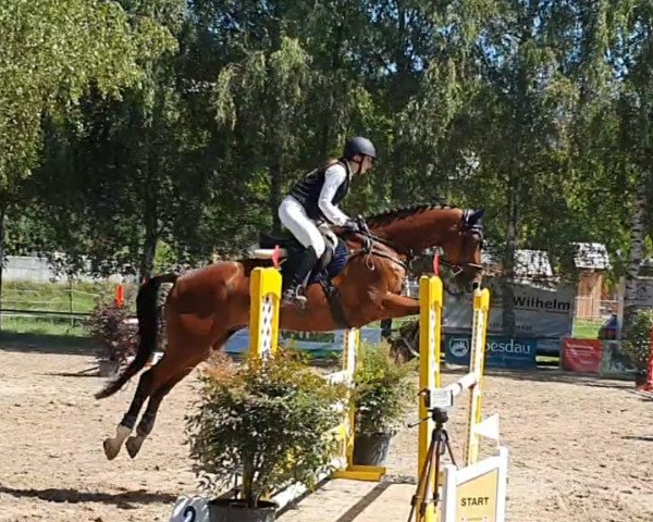 jumper Lentano 6 (Bavarian, 2007, from Lallier U)