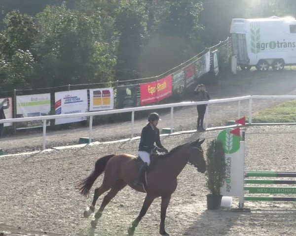 Reitturnier Bülach 2023