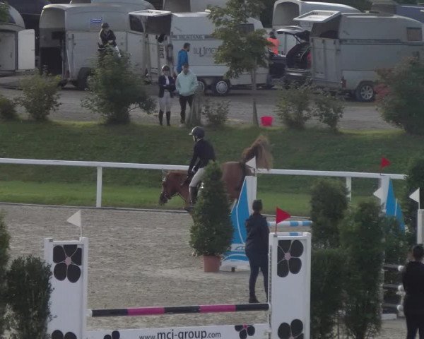 Reitturnier Bülach 2023