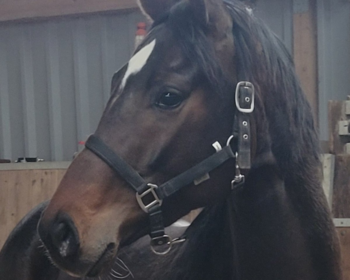 dressage horse Sparkley 3 (Westphalian, 2019, from Sir Heinrich OLD)