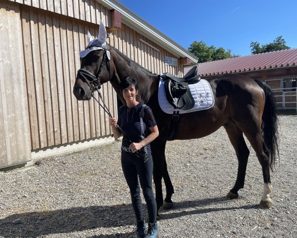 dressage horse Da Capo 237 (Oldenburg, 2014, from Diamond Hit)
