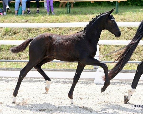 horse Weissena‘s Total Secret (Oldenburg, 2023, from Total McLaren)