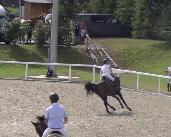 Reitturnier Bülach 2023