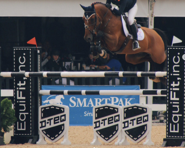 horse Armani (KWPN (Royal Dutch Sporthorse), 2005, from Quasimodo Z)