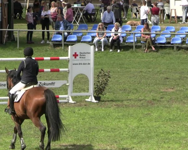 Reitturnier Dannenberg 2023