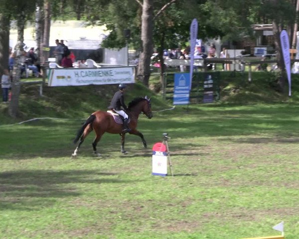 Reitturnier Dannenberg 2023
