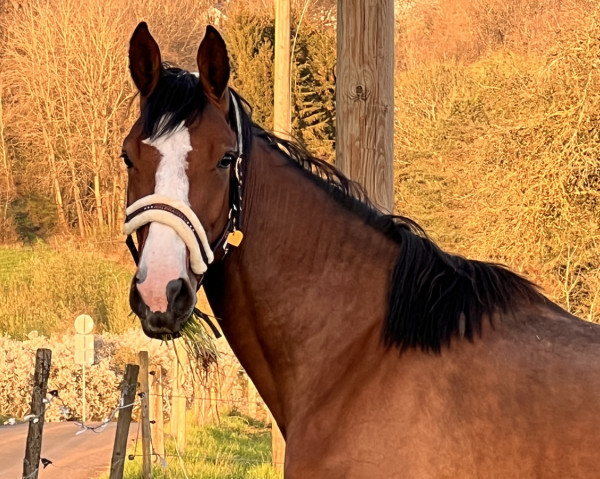 horse Qui Belle (German Sport Horse, 2021, from Qui Lago)