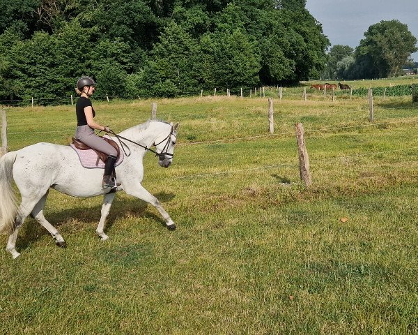 dressage horse Moonlight 354 (Hanoverian, 2007, from Münchhausen)