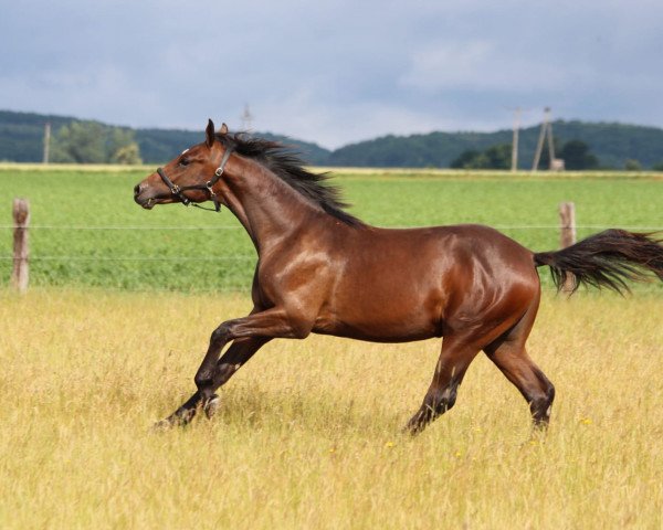 horse Idéal de Beau Z (Zangersheide riding horse, 2022, from I'm Special de Muze)