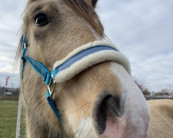 horse Legendary Magical Spirit (Welsh-Cob (Sek. D), 2018, from Taraco Fiasco)