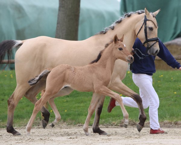 horse Heiligenbergs Comanchero (German Riding Pony, 2023, from FS Clarimo)