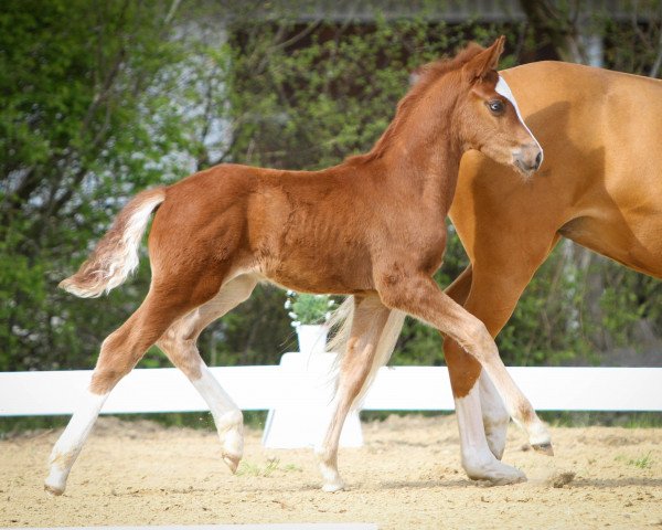 horse Heiligenbergs Newt Scamander (German Riding Pony, 2022, from Fs Numero Uno)