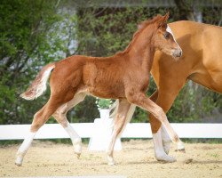 Pferd Heiligenbergs Newt Scamander (Deutsches Reitpony, 2022, von Fs Numero Uno)