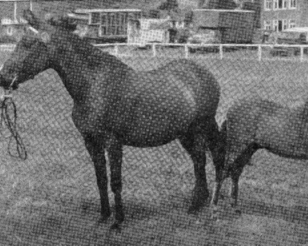 Zuchtstute Autumn Leaf (Welsh Partbred, 1952, von Cwm Cream of Eppynt)