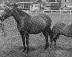 broodmare Autumn Leaf (Welsh Partbred, 1952, from Cwm Cream of Eppynt)