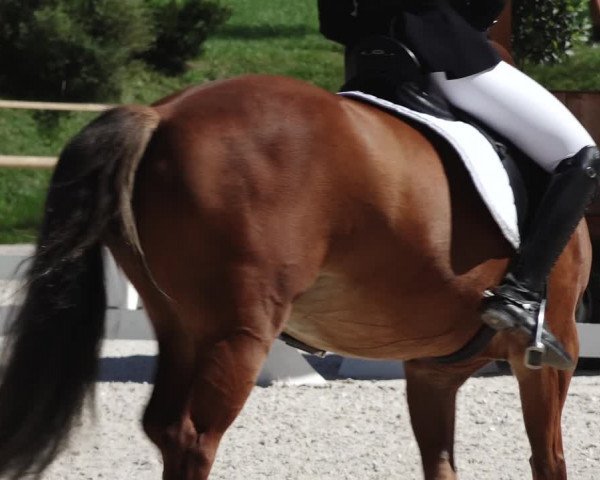 Reitturnier St. Ulrich am Pillersee 2023