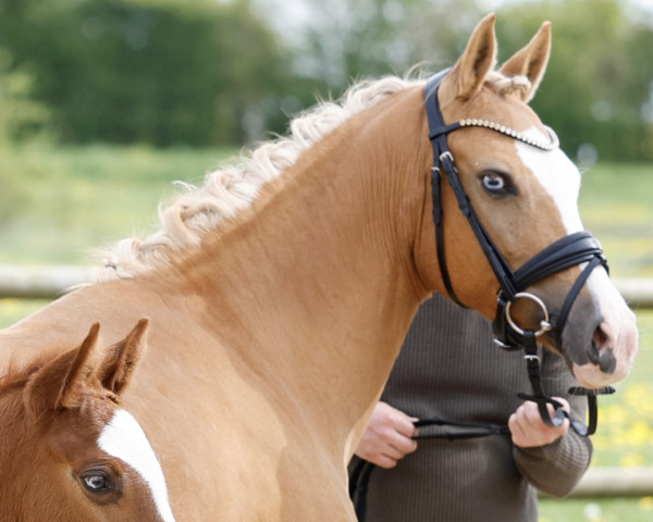 broodmare Heiligenbergs Crazy Blue Eye (German Riding Pony, 2012, from Churchill)