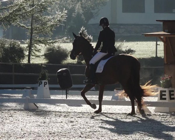 Reitturnier St. Ulrich am Pillersee 2023