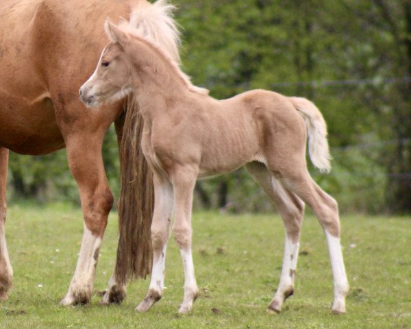 horse Heiligenbergs Nova Scotia (German Riding Pony, 2023, from Fs Numero Uno)