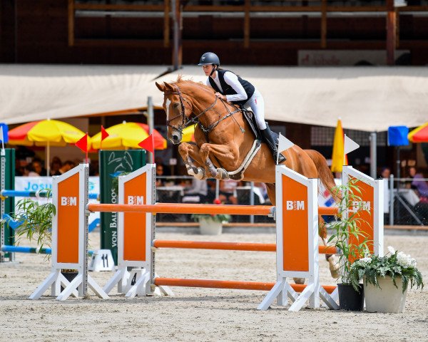 jumper Coldplay B Z (Zangersheide riding horse, 2012, from Calikot Hero)