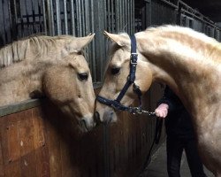 broodmare Go Go Girl (German Riding Pony, 1994, from Golden Dancer)