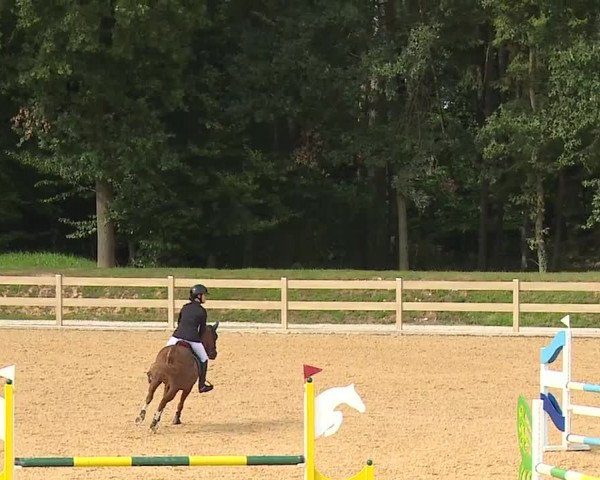 Reitturnier Tiefenhof 2023