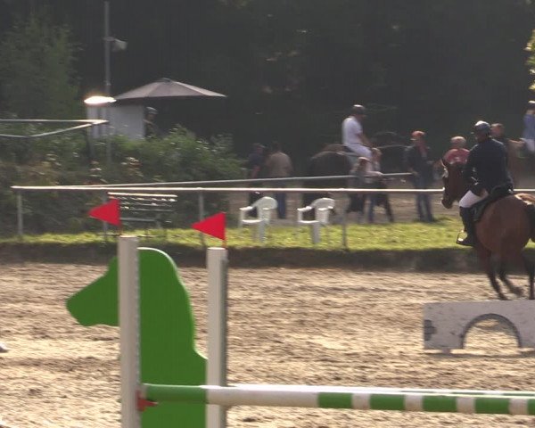 Reitturnier Lgl.-Oberhain, B95 2021