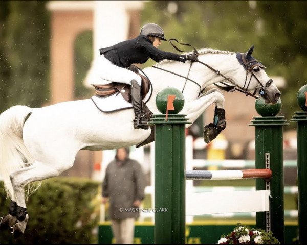 Deckhengst Clockwise of Greenhill Z (Zangersheide Reitpferd, 2007, von Clearway)