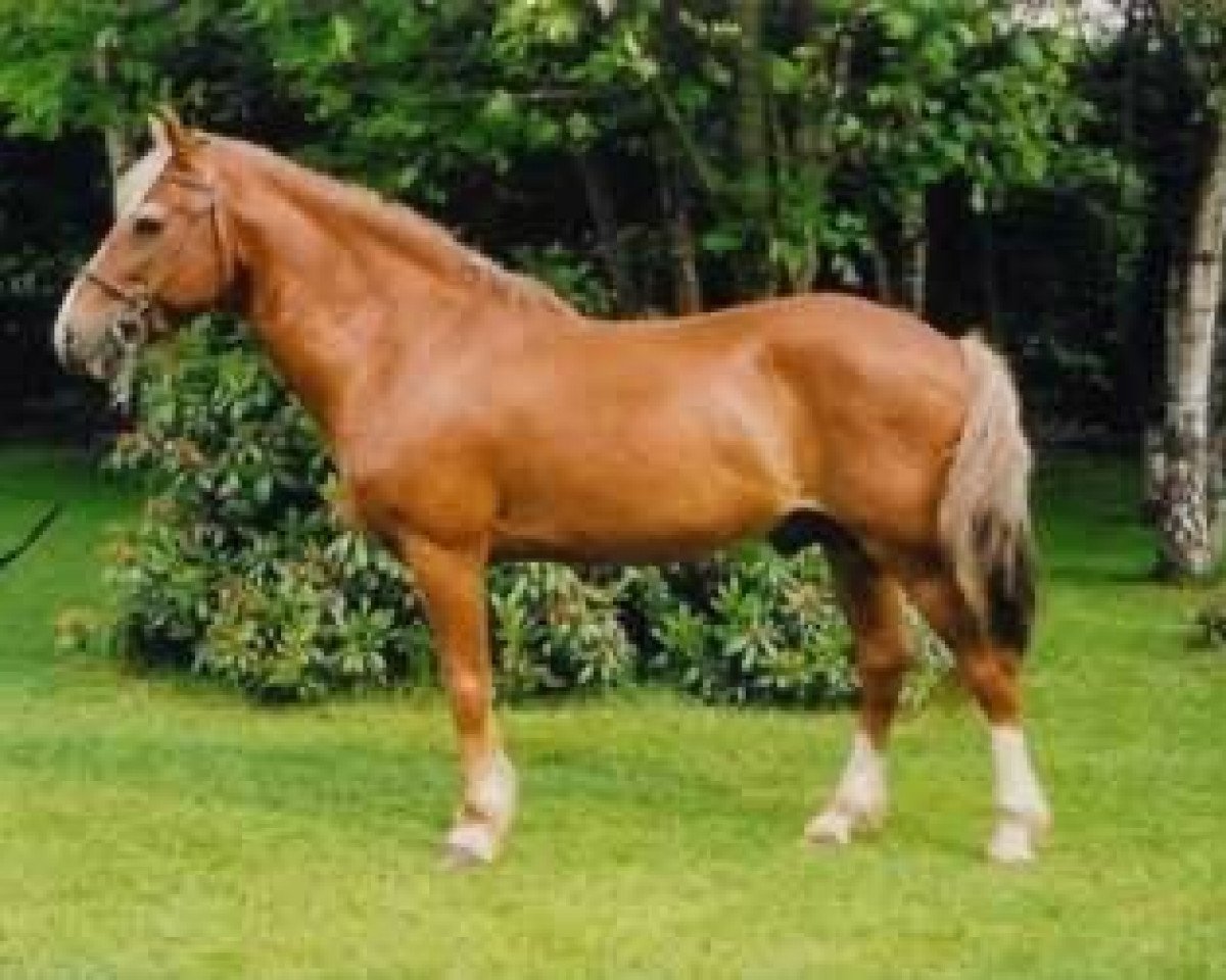 stallion Quartz du Moulin (New Forest Pony, 1982, from Burton Spotlight)