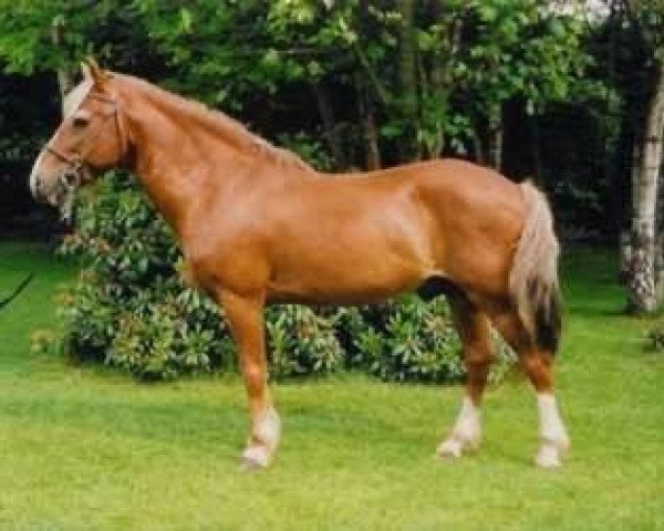 stallion Quartz du Moulin (New Forest Pony, 1982, from Burton Spotlight) stallion Quartz du Moulin (New Forest Pony, 1982, from Burton Spotlight)