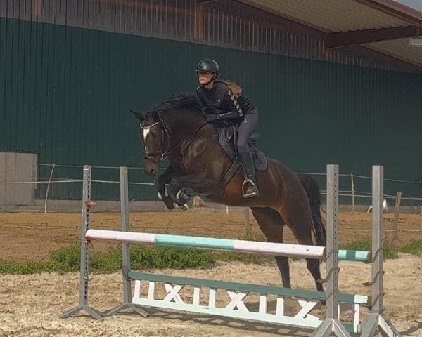 jumper Benita JU (Hanoverian, 2012, from Balou du Rouet)