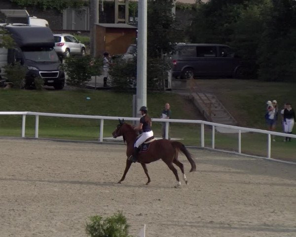 Reitturnier Bülach 2023