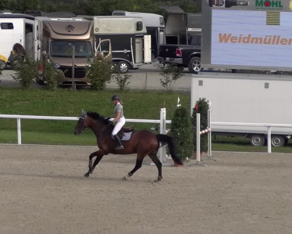 Reitturnier Bülach 2023