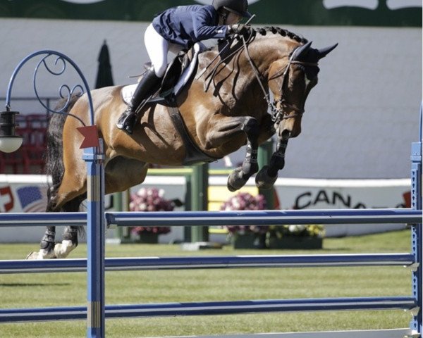 horse Astor M (Hessian Warmblood, 1989, from Amalfi)