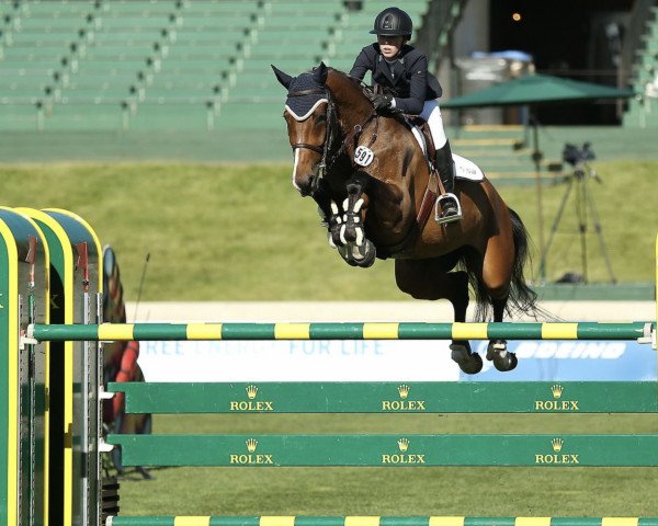 Springpferd Sanvano (Oldenburger Springpferd, 2009, von Sanvaro)