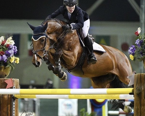 jumper Caville (Oldenburg, 2006, from Cartogran)