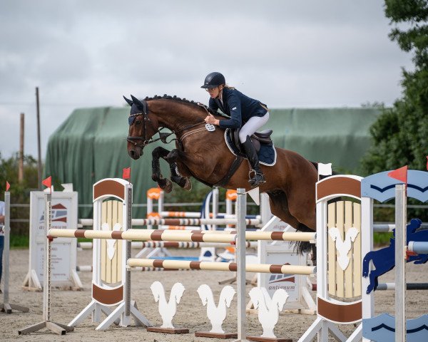 jumper Chapeau Claque 50 (Oldenburg show jumper, 2016, from Chaccato)