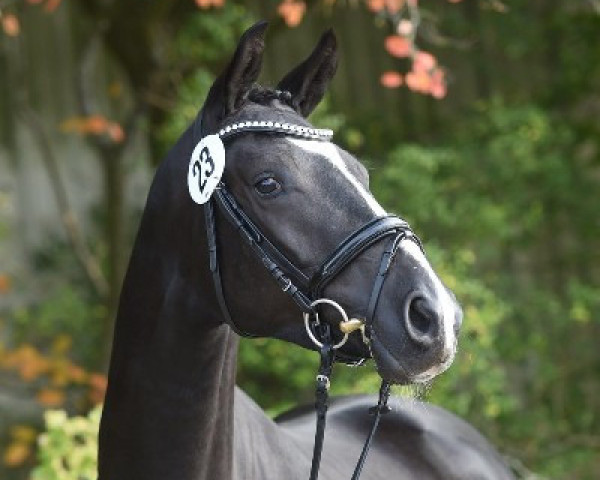 stallion New Boy SK (Trakehner, 2019, from Ivanhoe)
