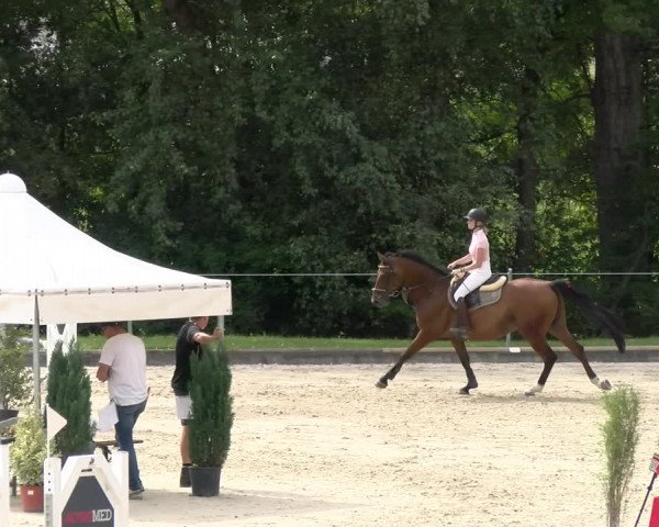 Reitturnier Maienfeld 2023