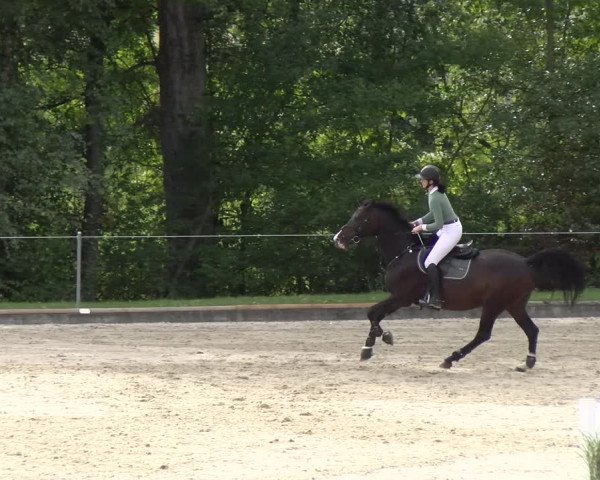 Reitturnier Maienfeld 2023