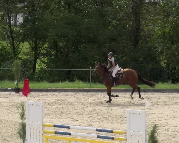 Reitturnier Maienfeld 2023